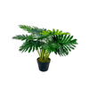 Philodendron 24"
