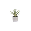Aloe