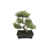 Cedar Bonsai 12"