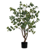 Eucalyptus Tree 4'