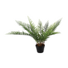 Fern 29"