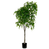 Ficus Tree 6'