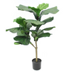 Fiddle Big Leaf 3'