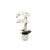 Inday Orchid