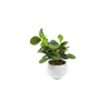 Leuy Succulent