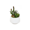 Luna Succulent