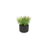 Mona Succulent