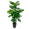 Monstera 4'
