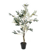 Olive Tree 3'