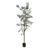Olive Tree 4'