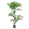 Schefflera 5' 6"